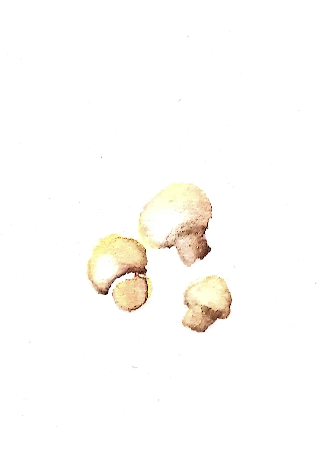 Broccoli-Mushroom Salad